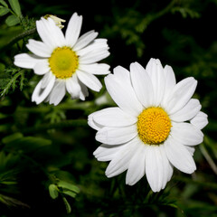 Fototapeta premium White wild field flowers, Natural flower