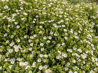 White wild field flowers, Natural flower