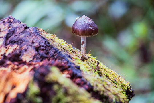 Naturaleza Ecuador Condor Machay