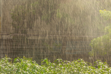 Heavy rainy day with sun rays on natural green background.