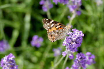 Painted Lady (Vanessa cardui) butterfly perched on lavender in Zurich, Switzerland
