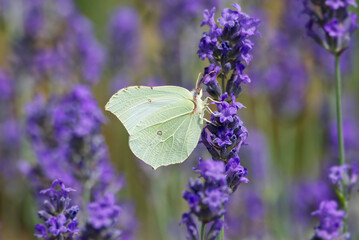 Common brimstone butterfly (Gonepteryx rhamni) sitting on lavender in Zurich, Switzerland