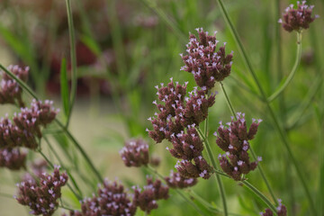 verbena