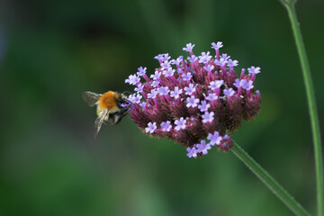 bee on verbena flower