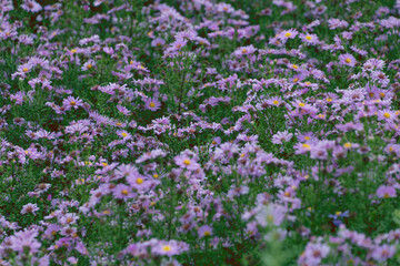 Obraz premium Aster alpinus, the alpine aster, blue alpine daisy