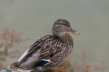 female mallard