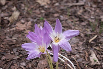 Colchicum autumnale, autumn crocus, meadow saffron, naked boys, naked ladies.