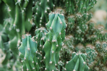 close up of cactus