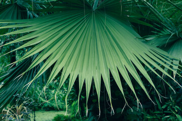 tropical palm tree