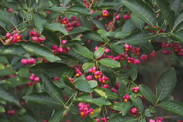 Euonymus europaeus, the spindle, European spindle, common spindle