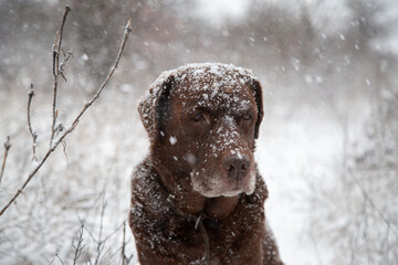 portrait of a brown labrador retriever in the heavy snowfall with snowflakes on it