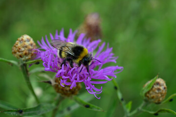 bumble bee collecting nectar from thistle flower close up 