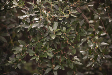 Green bay leaf growing in nature, spice ingridient background. Tropical herb tree - Bay Leaf, the...