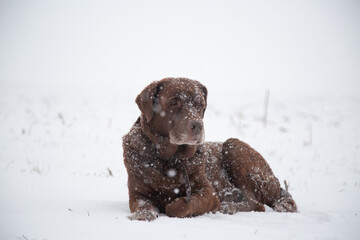 portrait of a lying brown labrador retriever in the heavy snowfall with snowflakes on it, during...