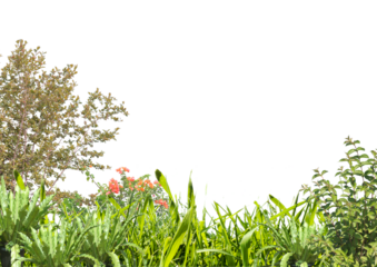 Wallpaper with diverse plants below the border, weeds, green flowers separated from the background on 16:9 paper size, suitable for photo frames, backgrounds, and photography for your products