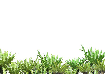 Wallpaper with plants, a grove of phoenix trees and lush green ferns separated from the background...