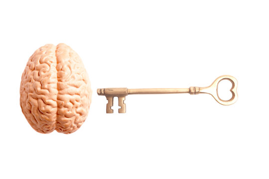 Human brain anatomical model with key isolated on white background