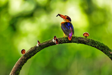 Oriental dwarf kingfisher with Lizard kill sitting on the perch or branch of a tree. Amazing photo...