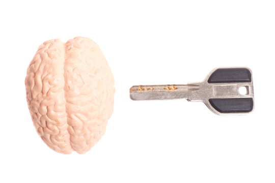 Human brain anatomical model with key isolated on white background