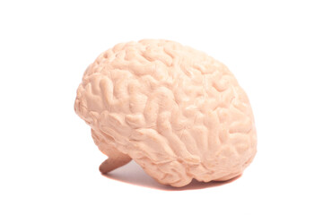 Human brain anatomical model isolated on white background