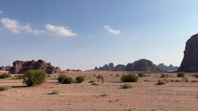 Camel standing between the Rock formations in Tabuk area in Bajda