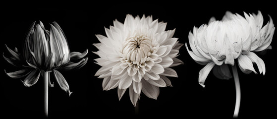 White flowers on black background, made with Generative AI