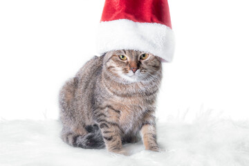 mongrel tabby cat sitting under a big red Santa hat on a rug made of artificial white fur