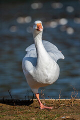 Snow Goose standing on one leg.