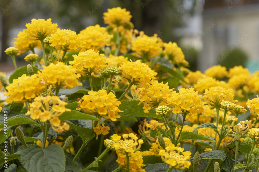 Wall mural lantana jaune