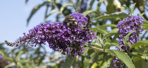 Papillon sur une fleur de buddleia  © hcast