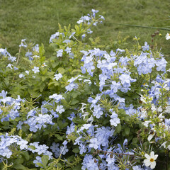 Fleurs de Plumbago	