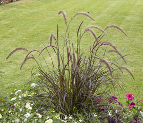 Graminée Pennisetum setaceum rubrum