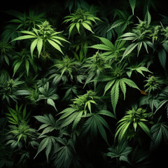 Green cannabis leaves on dark background. Medical marijuana bush