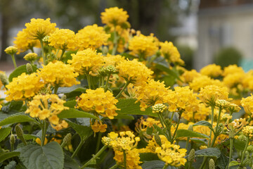 Lantana jaune	