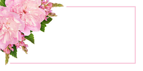 Pink peonies and onobrychis flowers in a floral corner arrangement and a frame isolated on white or...