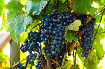 Bunch of ripe wine grapes on the grape bush, ready to harvest in sunny weather. Fruits straight from the branch.