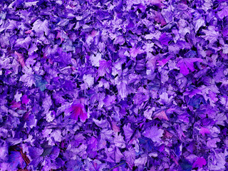 Violet purple autumn leaves background.