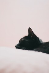 Black cat sleeping on the bed