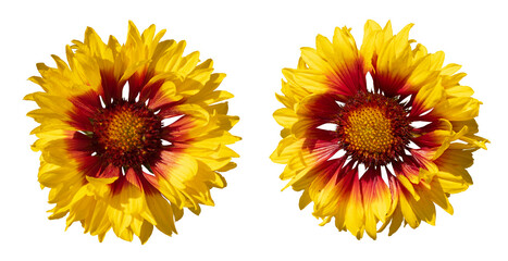 Fleurs de Gaillarde grandiflora