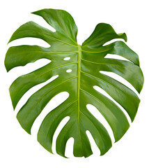 Feuille de  Philodendron Monstera	