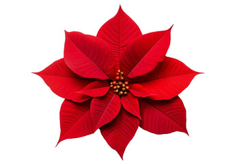 red poinsettia isolated on white background