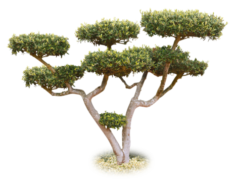 Olivier taille en nuages	