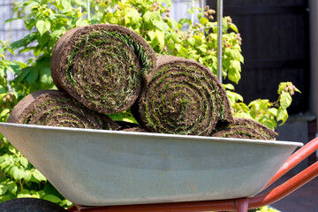 Close up shot of rolls of green grass turf that are piled into a garden wheelbarrow on a summer...