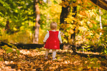 A cute little girl in a red dress and white tights walks in the autumn forest, rear view. The cozy atmosphere of childhood