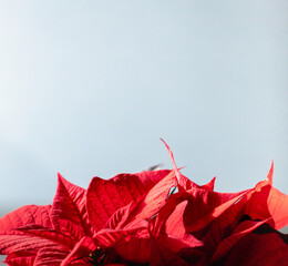 Poinsettia flowers on light gray background. Christmas decoration.