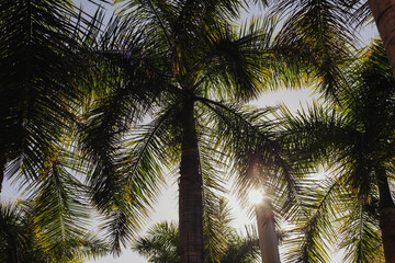 Fototapeta na wymiar Exotic island sunset. Palm trees sunlight. Green leaves, blue sky and sunbeam. Good vacation weather background. Coconut trees texture. Tree top from beneath. Summer beach landscape.