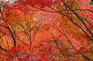 紅葉した紅葉
