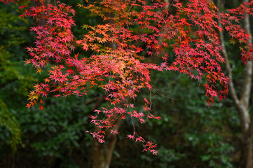 紅葉した紅葉