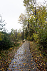 Wooden path in the Black Moor after a rain in autumn, with tree stumps on the edge