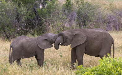 Fototapeta premium elephants playing, Tanzania 